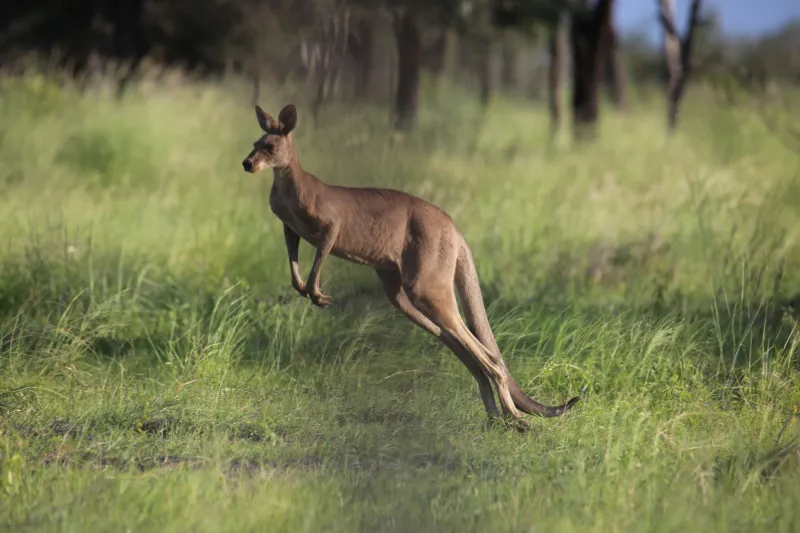 Built to Bounce: The Resilience Wired Into Every Aussie Casino Player