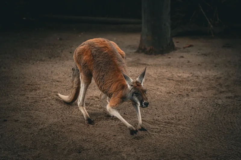 Pick Your Patch: A Savvy Aussie's Guide to Choosing the Right Casino Games